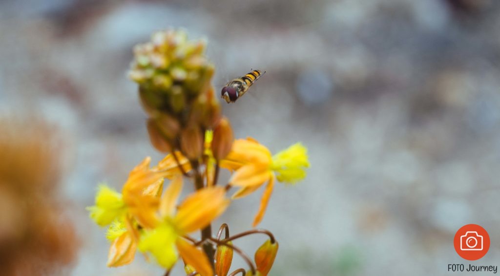 the bee and the flower, shoot with a sony a7ii and leica R 60mm f2.8