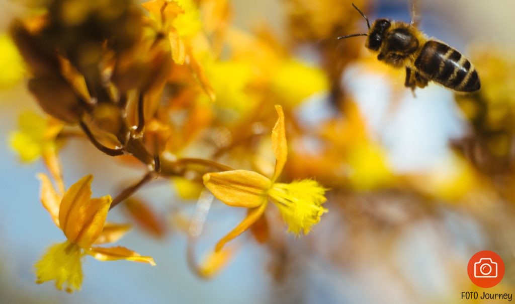 here come the bee, leica R 60mm Macro f2.8