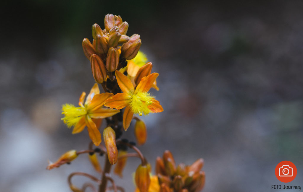 #8 Lens review, the almighty Leica R 60mm F2.8 macro