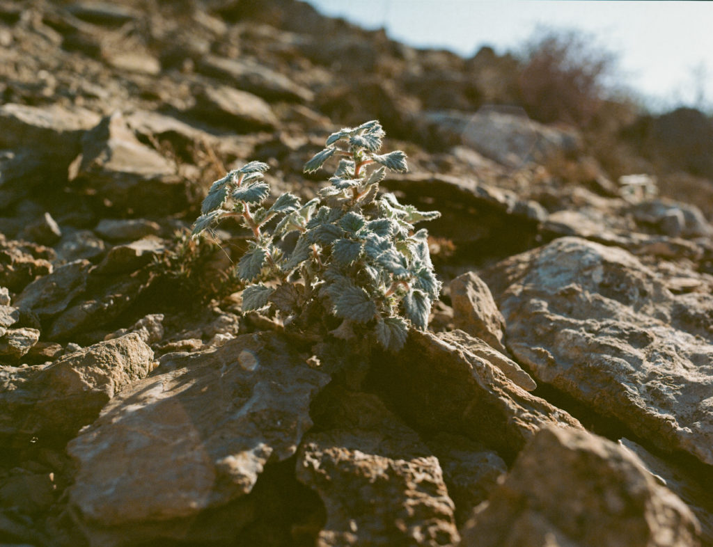 Dryland Plants shot on Portra 160 with a Mamiya 645