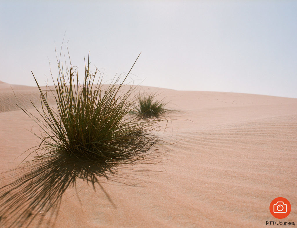 Desert plants, shot on expired Portra 400 NC at 100 iso